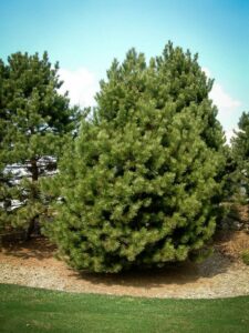 Сосна Чёрная (Pinus Nigra) купить по цене от 270.00р. в интернет-магазине «Посадика» с доставкой почтой в в Норильске и по всей России – [изображение №1].