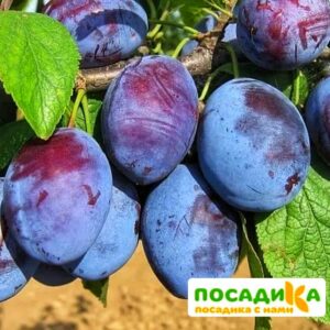 Слива Чачакская ранняя купить по цене от 229.00р. в интернет-магазине «Посадика» с доставкой почтой в в Норильске и по всей России – [изображение №1].