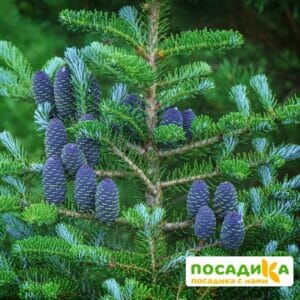 Пихта корейская (Abies koreana) купить по цене от 450.00р. в интернет-магазине «Посадика» с доставкой почтой в в Норильске и по всей России – [изображение №1].