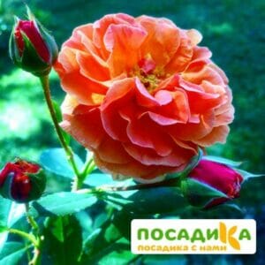 Роза Арабия купить по цене от 350.00р. в интернет-магазине «Посадика» с доставкой почтой в в Норильске и по всей России – [изображение №1].