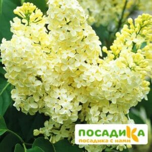 Сирень Примроуз (Primrose) купить по цене от 529.00р. в интернет-магазине «Посадика» с доставкой почтой в в Норильске и по всей России – [изображение №1].