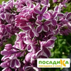 Сирень Сенсация купить по цене от 529.00р. в интернет-магазине «Посадика» с доставкой почтой в в Норильске и по всей России – [изображение №1].