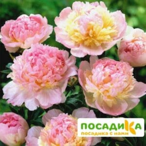 Пион Распберри Сандей (Paeonia Raspberry Sundae) купить по цене от 959р. в интернет-магазине «Посадика» с доставкой почтой в в Норильске и по всей России – [изображение №1].