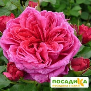 Шраб Роза Соул купить по цене от 390.00р. в интернет-магазине «Посадика» с доставкой почтой в в Норильске и по всей России – [изображение №1].