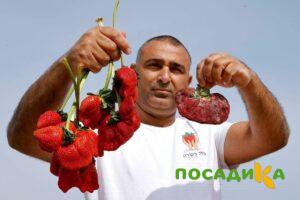 Клубника Гигант Джорнея купить по цене от 266р. в интернет-магазине «Посадика» с доставкой почтой в в Норильске и по всей России – [изображение №1].