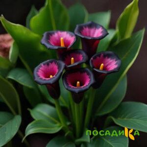 Калла Аура Лейс купить по цене от 400р. в интернет-магазине «Посадика» с доставкой почтой в в Норильске и по всей России – [изображение №1].