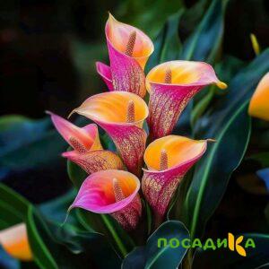 Калла Оникс купить по цене от 450р. в интернет-магазине «Посадика» с доставкой почтой в в Норильске и по всей России – [изображение №1].