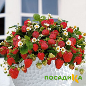 Клубника Рубиновый Шепот (горшечная) купить по цене от 240р. в интернет-магазине «Посадика» с доставкой почтой в в Норильске и по всей России – [изображение №1].