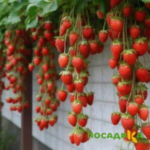 Клубника вьющаяся Комплимент купить по цене от 470р. в интернет-магазине «Посадика» с доставкой почтой в в Норильске и по всей России – [изображение №1].
