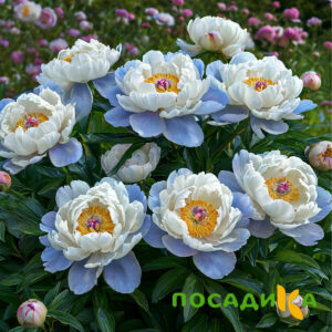 Пион акварельный Этюд купить по цене от 806р. в интернет-магазине «Посадика» с доставкой почтой в в Норильске и по всей России – [изображение №1].