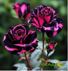 Роза Багровый Шепот купить по цене от 366р. в интернет-магазине «Посадика» с доставкой почтой в в Норильске и по всей России – [изображение №1].