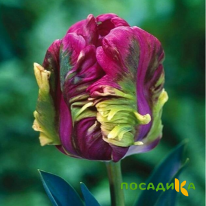 Тюльпан Экзотик Хэвен купить по цене от 186р. в интернет-магазине «Посадика» с доставкой почтой в в Норильске и по всей России – [изображение №1].
